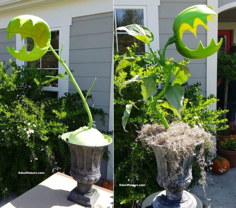 c&acirc;y ăn thịt người