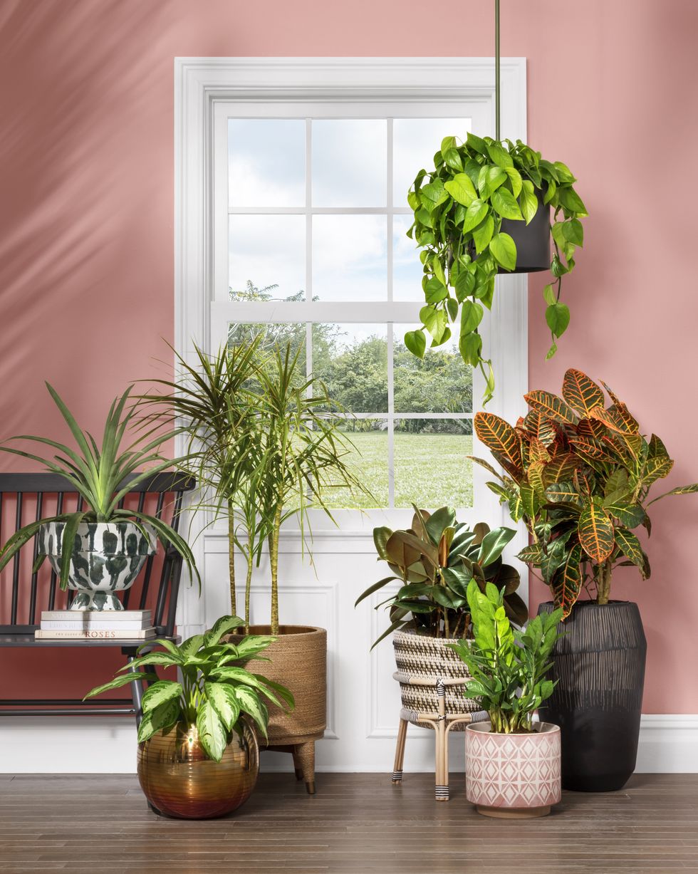 H&igrave;nh ảnh một g&oacute;c đọc s&aacute;ch với tường m&agrave;u hồng đ&agrave;o, cửa sổ k&iacute;nh, c&acirc;y xanh trang tr&iacute; bao quanh