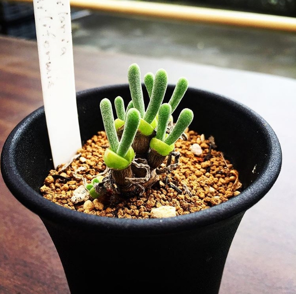 Cây tai thỏ được dân công sở lựa chọn để trang trí bàn làm việc. cây tai thỏ