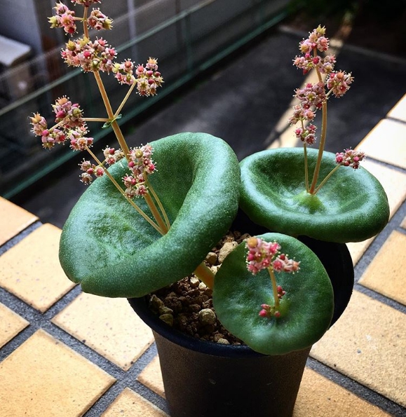 Cây lá bỏng Crassula Umbella trông giống như chiếc rốn mọc hoa. Crassula Umbella