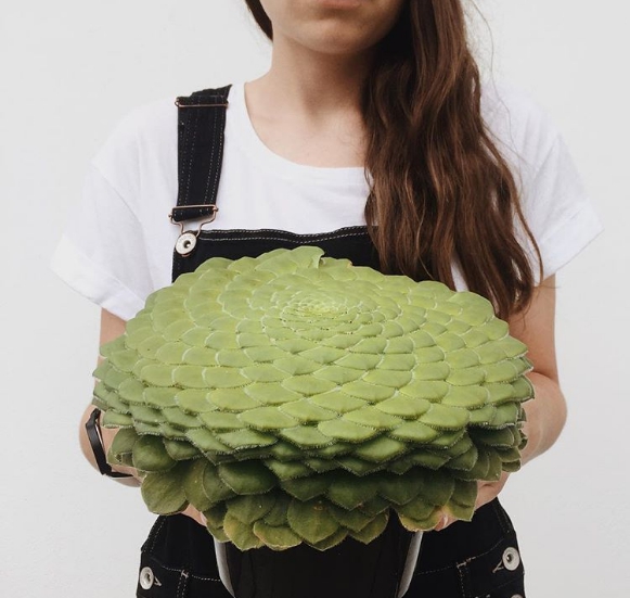 Cây Aeonium Tabuliforme trông giống như chiếc bánh pancake. cây Aeonium Tabuliforme