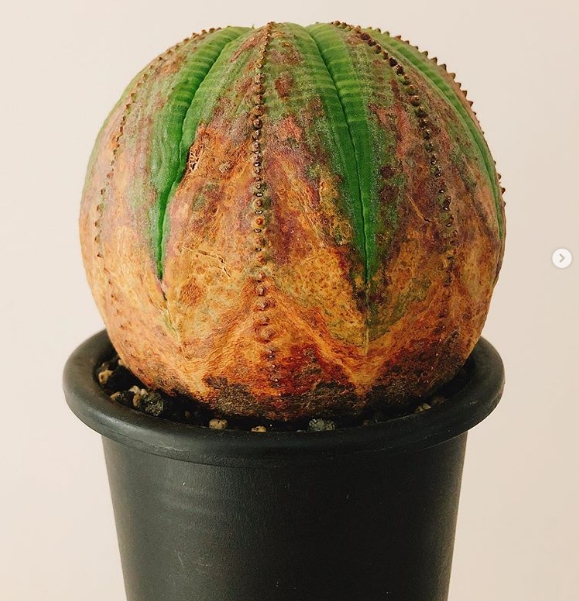 Cây Euphorbia obesa trông như một chiếc nệm hình cầu. cây Euphorbia obesa