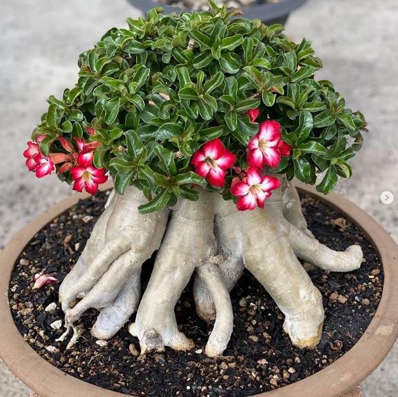 Cây hoa sứ sở hữu màu hoa bắt mắt và thế cây độc đáo. cây hoa sứ bonsai