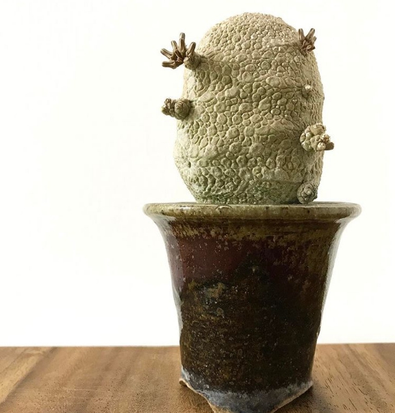 Cây Pseudolithos Migiurtinus tựa như một phiến đá. cây Pseudolithos Migiurtinus