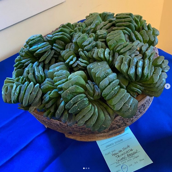 Cây Haworthia Truncata chẳng khác gì một đĩa dưa chuột cắt nhỏ. cây Haworthia Truncata