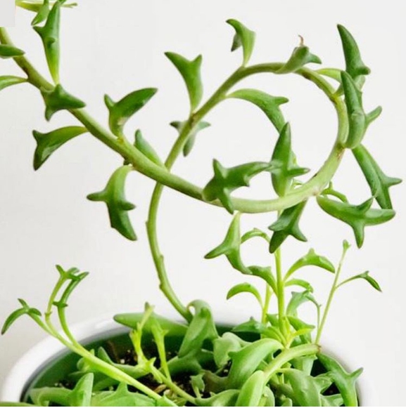 Cây cá heo với những chiếc lá có hình dạng những chú cá heo đang nhào lặn dưới mặt nước. cây cá heo