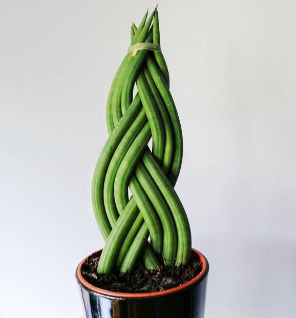 Cây Sansevieria Cylindrica có những chiếc lá mềm mại và linh hoạt. cây Sansevieria Cylindrica