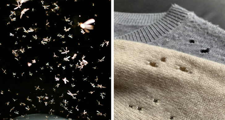 H&igrave;nh ảnh cận cảnh bướm đ&ecirc;m ăn vải, len