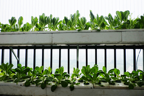 rau trồng ban công