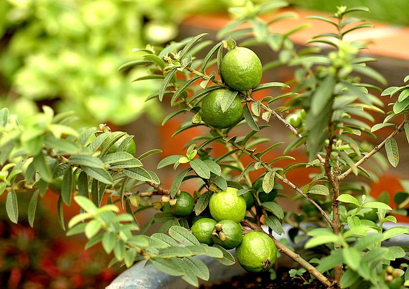ổi trồng trong chậu