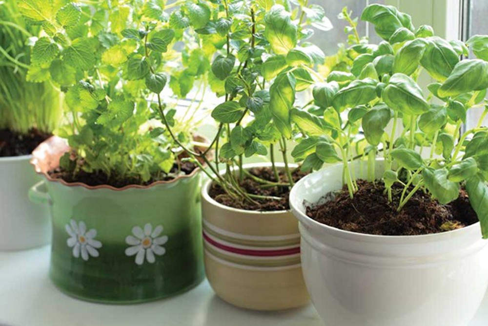 chậu rau gia vị