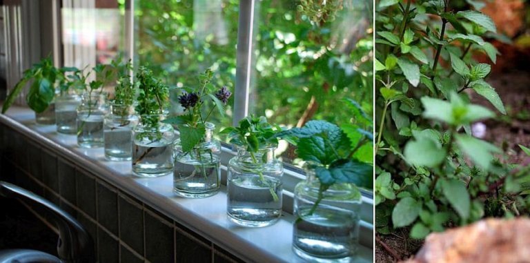 H&igrave;nh ảnh cận cảnh loạt lọ thủy tinh trong suốt trồng c&acirc;y gia vị