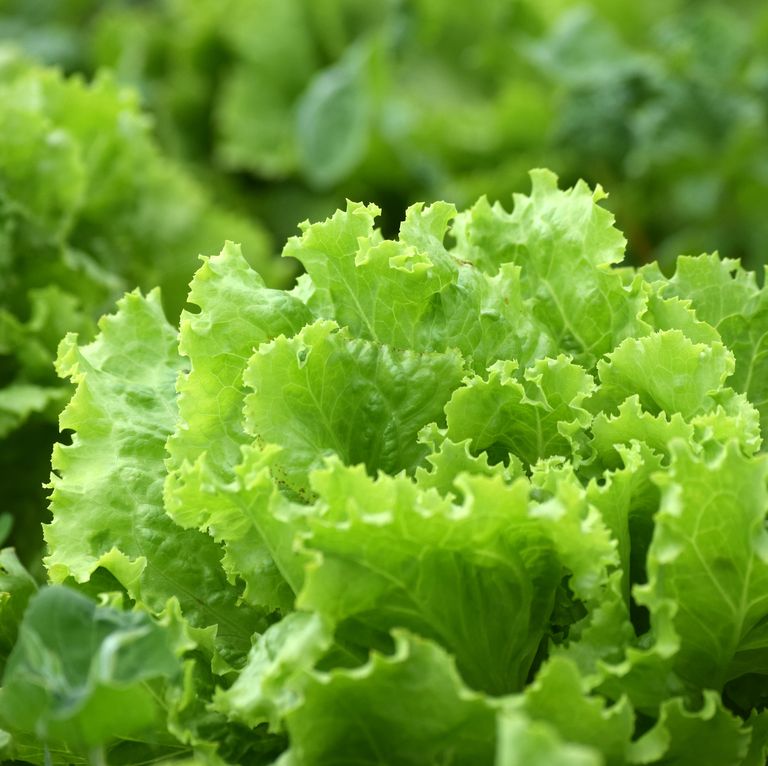 x&agrave; l&aacute;ch