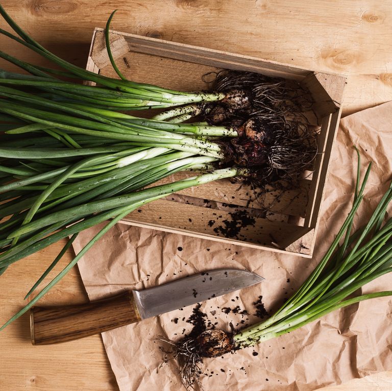 h&agrave;nh l&aacute;