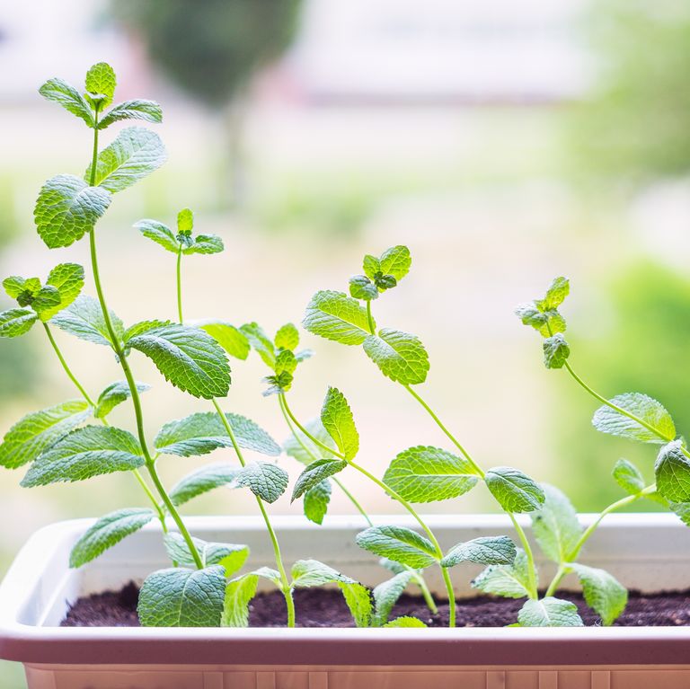 h&uacute;ng l&igrave;u