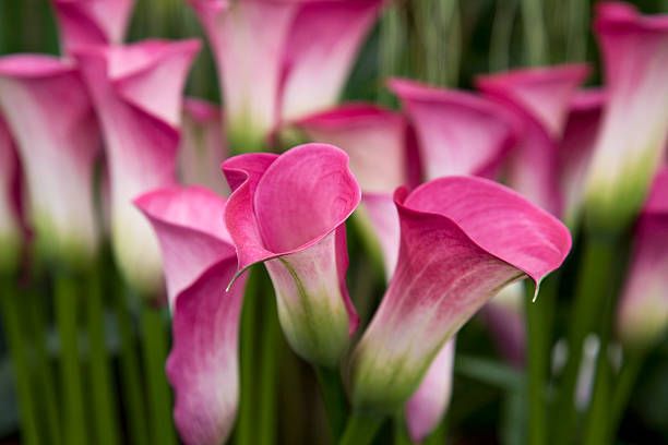 h&igrave;nh ảnh cận cảnh những b&ocirc;ng hoa rum m&agrave;u hồng