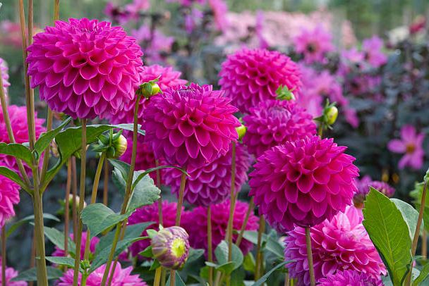 h&igrave;nh ảnh cận cảnh những b&ocirc;ng hoa thược dược m&agrave;u hồng