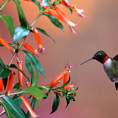 h&igrave;nh ảnh cận cảnh c&acirc;y hoa x&igrave; g&agrave;