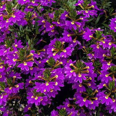 h&igrave;nh ảnh cận cảnh kh&oacute;m hoa mắt nai