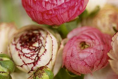 h&igrave;nh ảnh cận cảnh hoa mao lương m&agrave;u hồng phấn pha trắng, đỏ