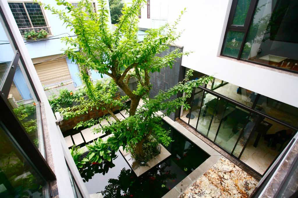 c&acirc;y xanh