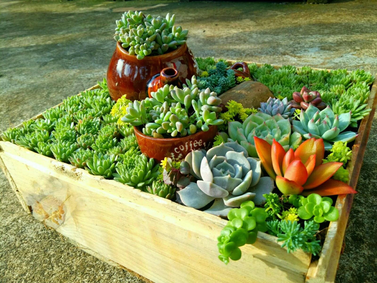 Tiểu cảnh sen đá