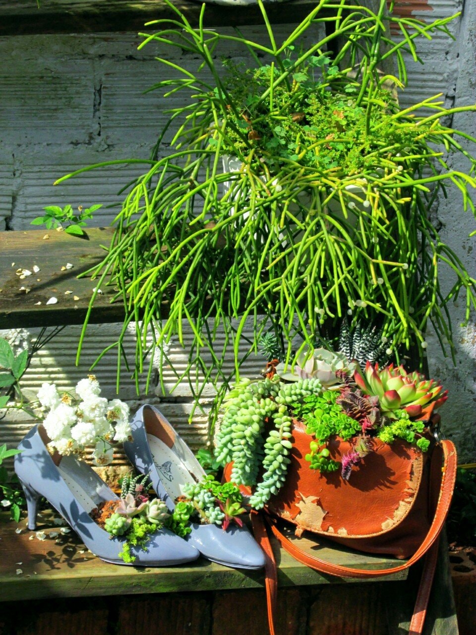 Tiểu cảnh sen đá
