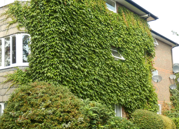 Gi&agrave;n c&acirc;y th&acirc;n leo bao phủ b&ecirc;n ngo&agrave;i ng&ocirc;i nh&agrave; 