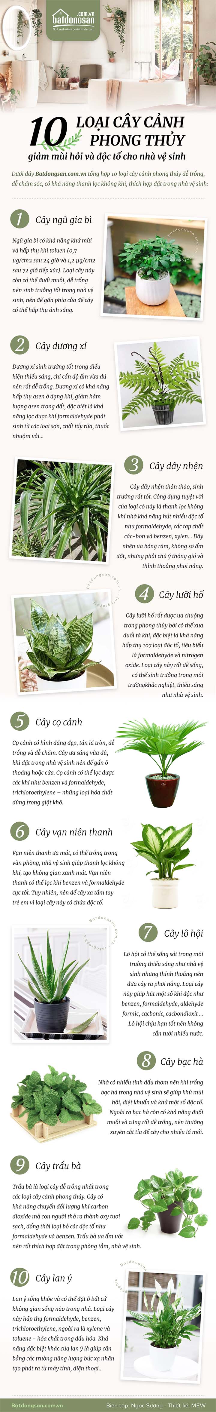 Infographic m&ocirc; tả 10 loại c&acirc;y cảnh phong thủy th&iacute;ch hợp đặt trong nh&agrave; vệ sinh