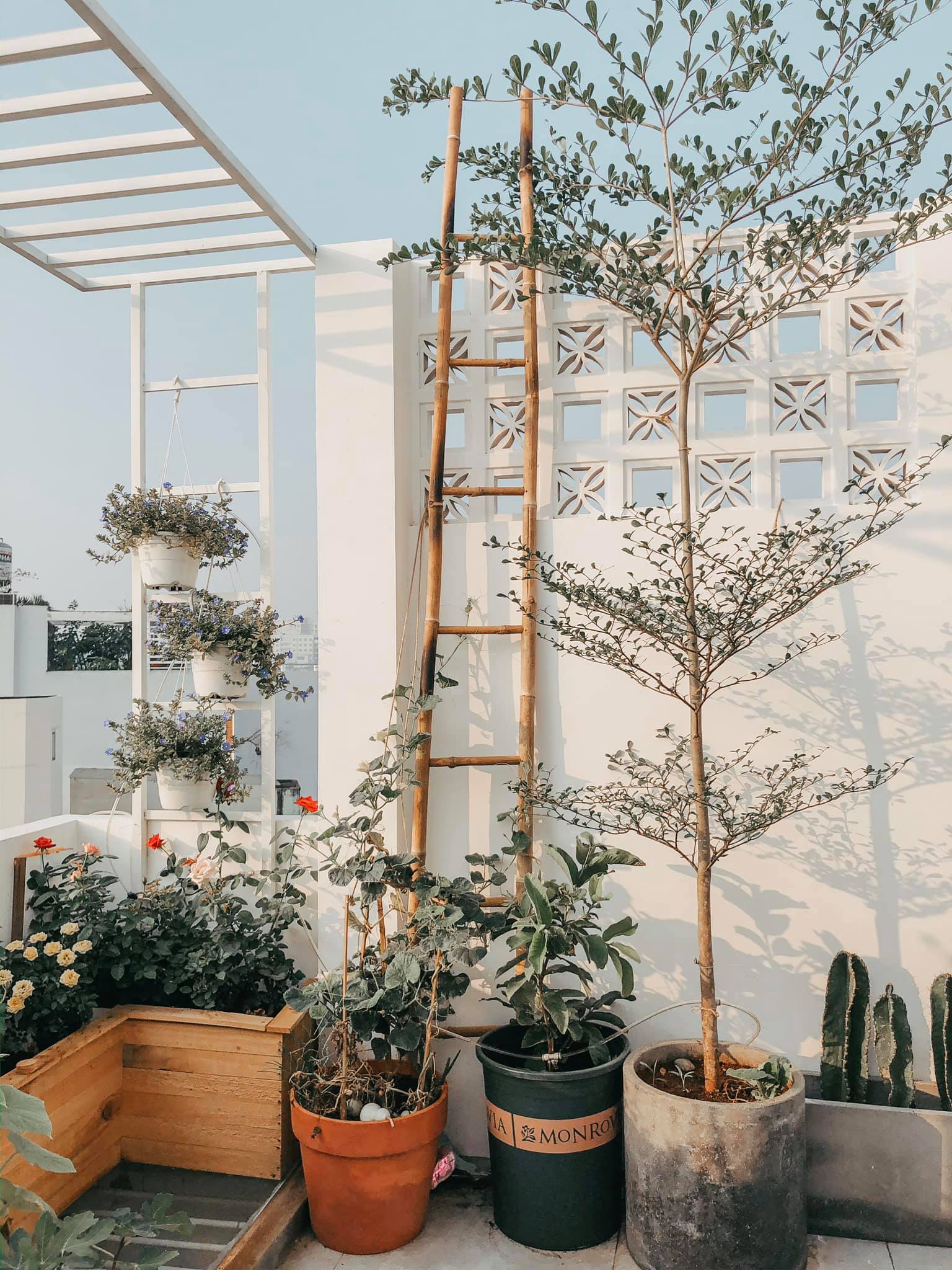 Khu vườn nhỏ trồng cây cảnh trên sân thượng