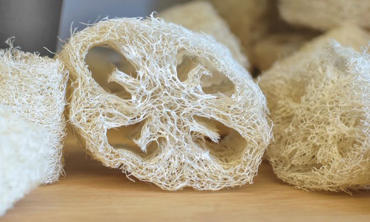 h&igrave;nh ảnh cận cảnh b&ocirc;ng tắm xơ mướp