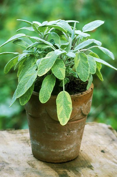 h&igrave;nh ảnh cận cảnh chậu c&acirc;y thảo mộc - c&acirc;y x&ocirc; thơm