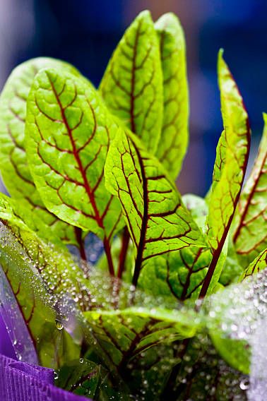 h&igrave;nh ảnh cận cảnh c&acirc;y rau chua g&acirc;n đỏ