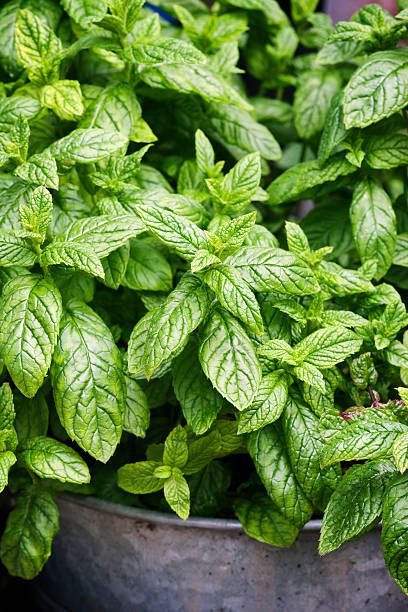 h&igrave;nh ảnh cận cảnh một loại c&acirc;y thảo mộc giống bạc h&agrave;