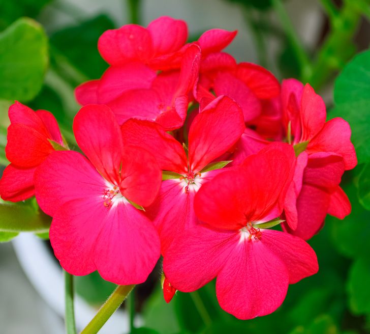 Hoa phong lữ