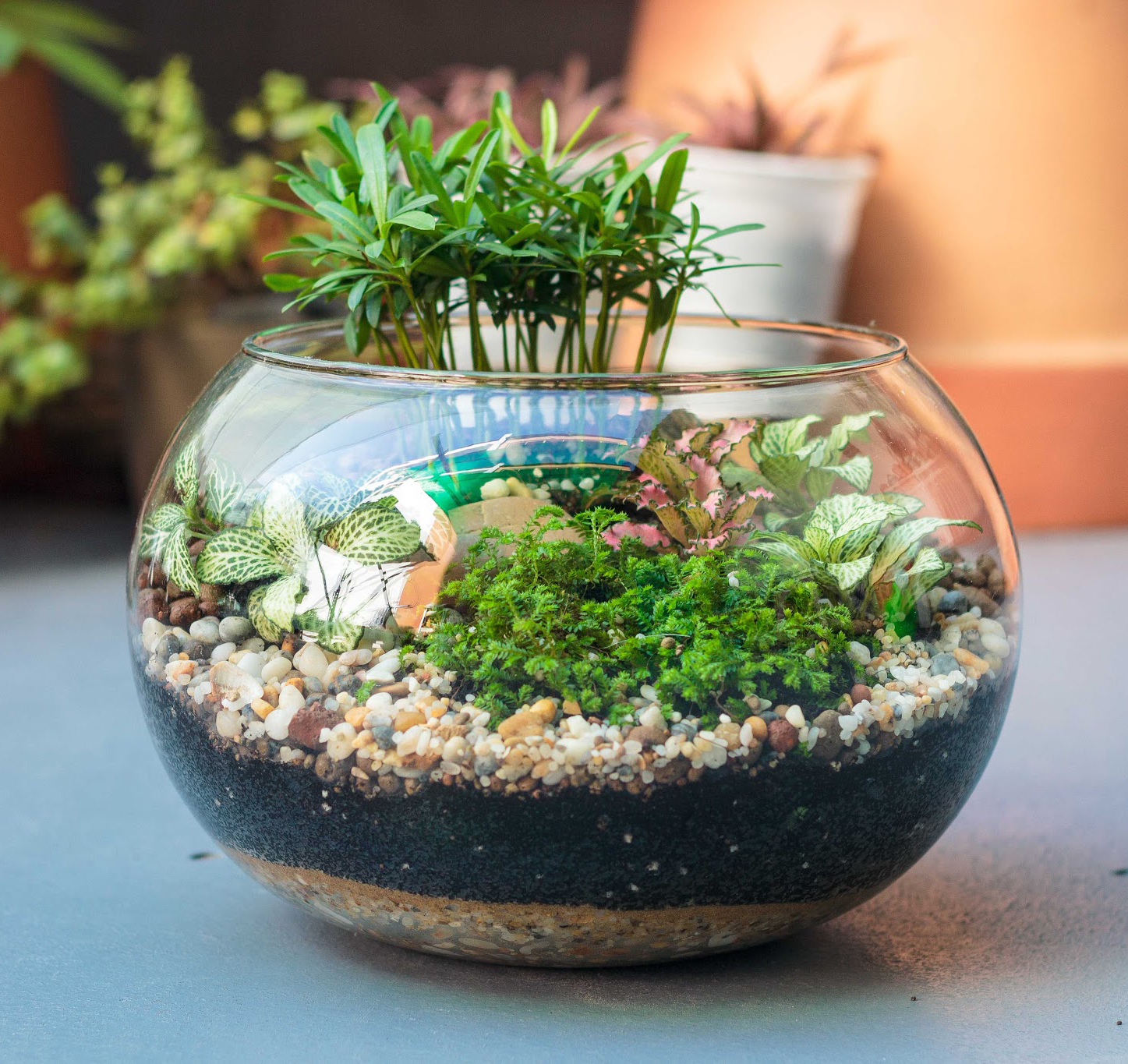 Bể c&aacute;, bể thủy sinh mini 