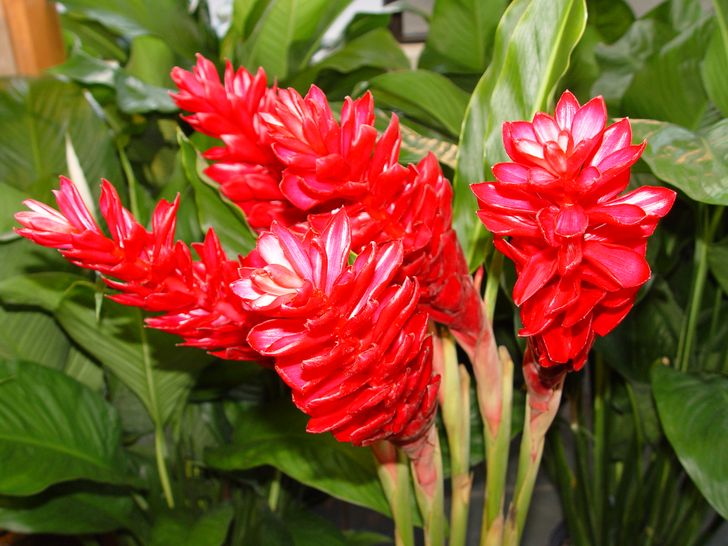 Cụm hoa gừng