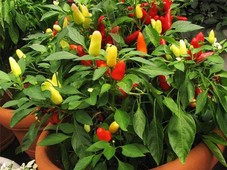 C&acirc;y ớt nhiều m&agrave;u