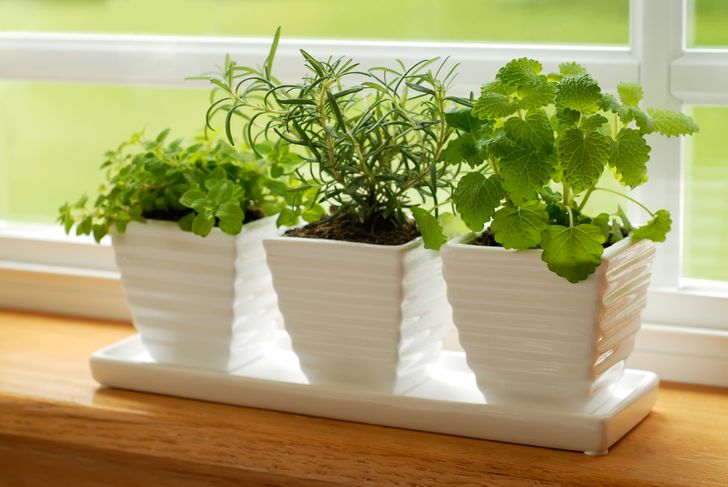 Chậu c&acirc;y bạc h&agrave; tr&ecirc;n bệ cửa sổ