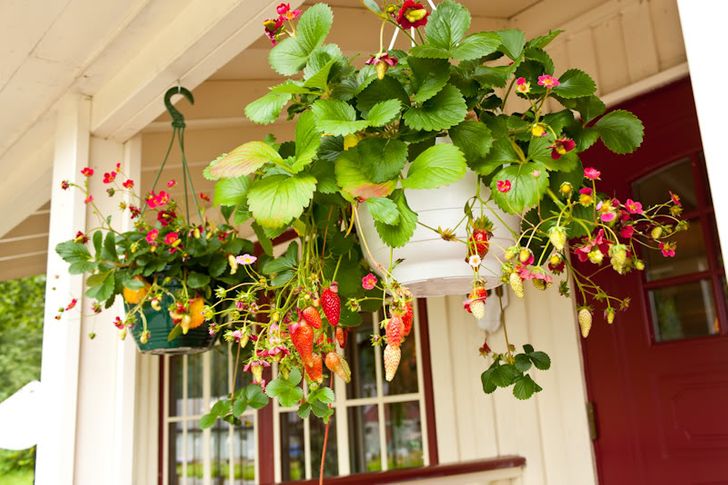 Chậu d&acirc;u t&acirc;y treo dưới m&aacute;i hi&ecirc;n