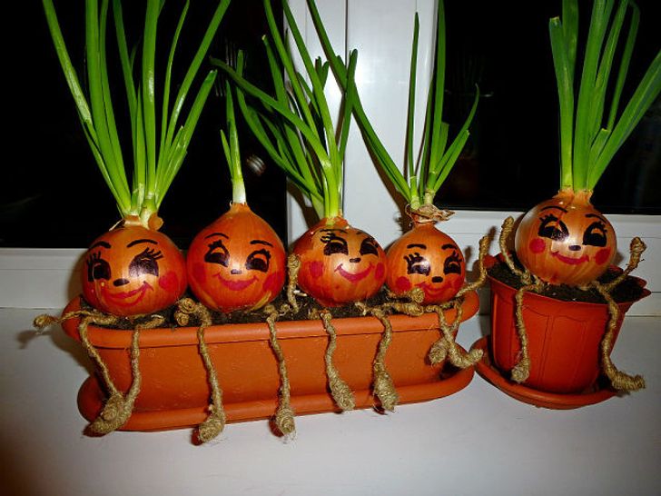 H&agrave;nh t&acirc;y trồng trong chậu