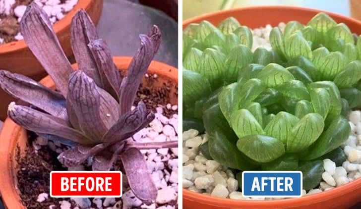 h&igrave;nh ảnh c&acirc;y mọng nước kh&ocirc; h&eacute;o v&agrave; xanh tốt sau khi được tahy chậu