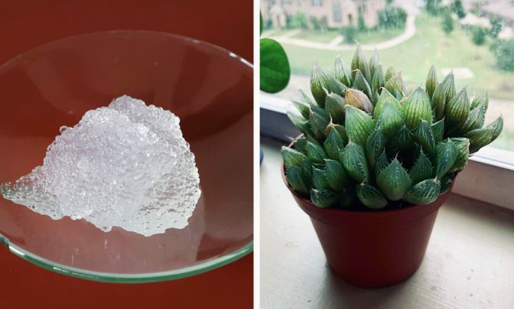 h&igrave;nh ảnh chậu c&acirc;y mọng nước