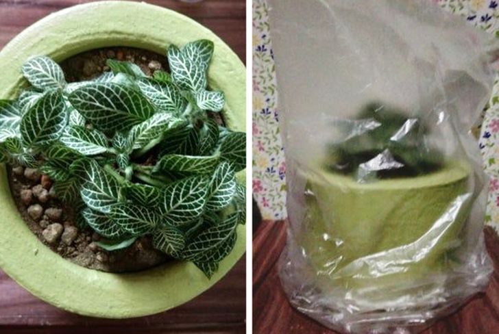 h&igrave;nh ảnh minh họa c&aacute;ch l&agrave;m nh&agrave; k&iacute;nh cho c&acirc;y đơn giản