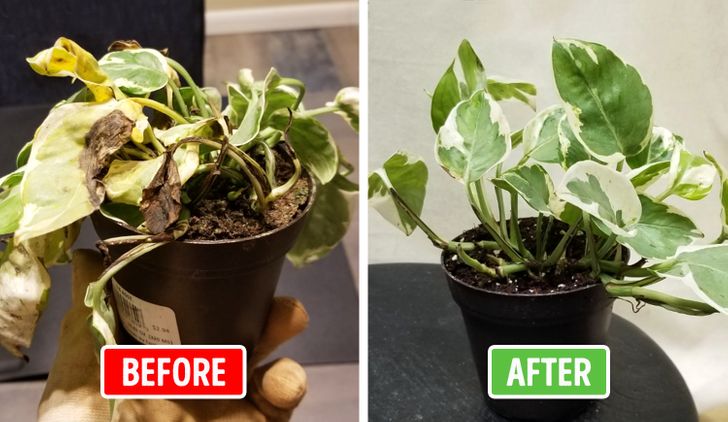 h&igrave;nh ảnh c&acirc;y xanh hồi sinh trở lại sau khi được thay chậu