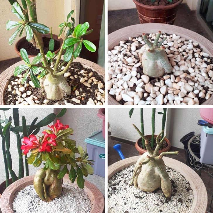 h&igrave;nh ảnh minh họa cho việc cắt bỏ c&agrave;nh l&aacute; bị kh&ocirc; h&eacute;o