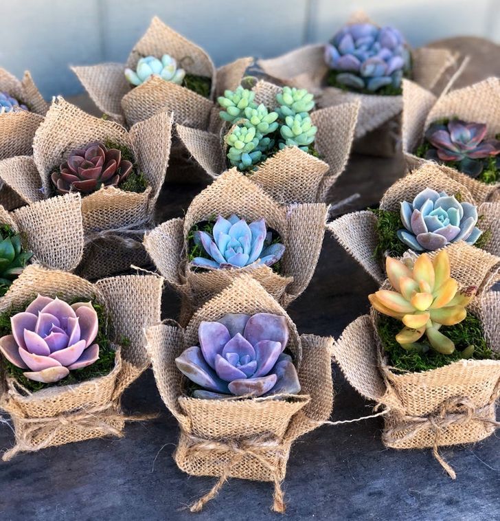 Sen đ&aacute; mini g&oacute;i th&agrave;nh b&oacute; hoa