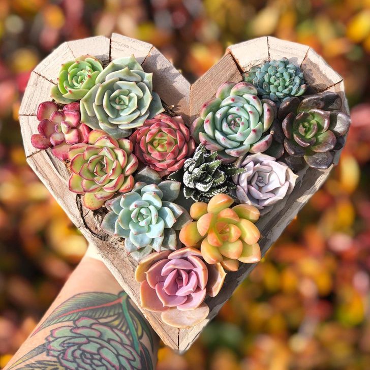 Sen đ&aacute; mini trồng trong chậu gỗ h&igrave;nh tr&aacute;i tim