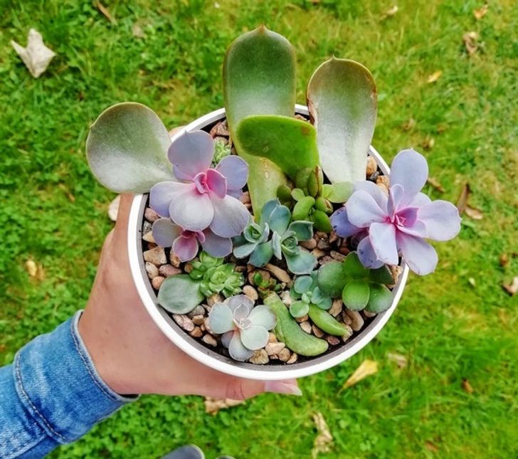 Chậu c&acirc;y sen đ&aacute; mini