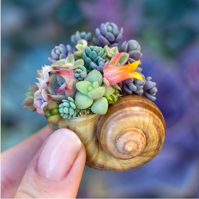 Sen đ&aacute; mini trồng trong vỏ ốc